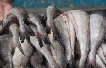 Abundancia de Merluza Común se Advierte en las Pescaderías