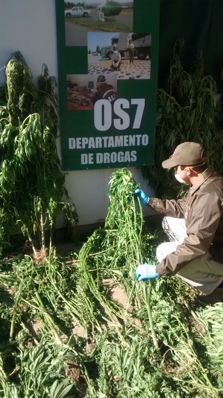 Decomisan Plantación de Marihuana en Talca