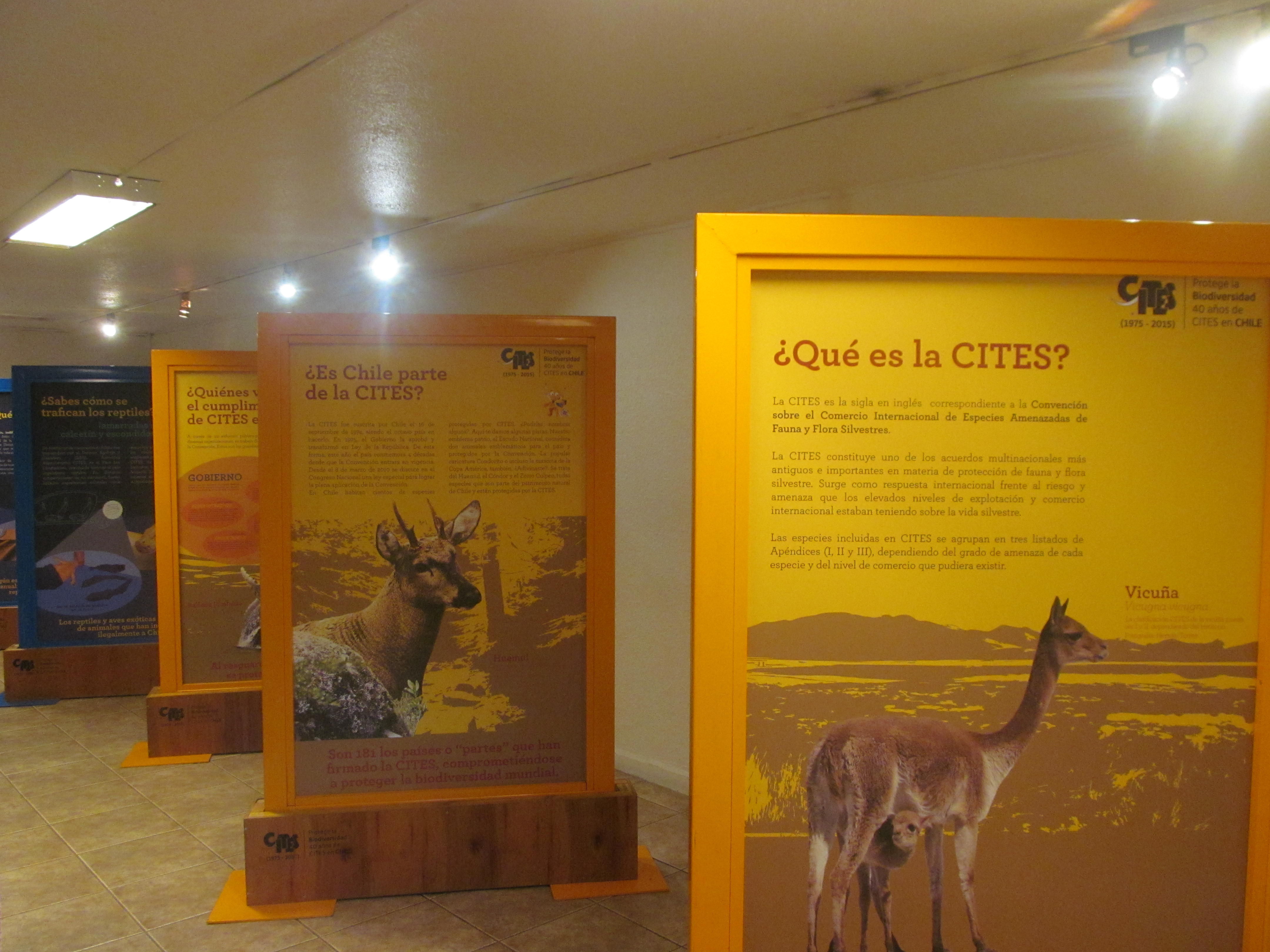 Educativa exposición CITES se presenta en Talca
