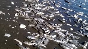Denuncian masiva muerte de sardinas en playa de Constitución
