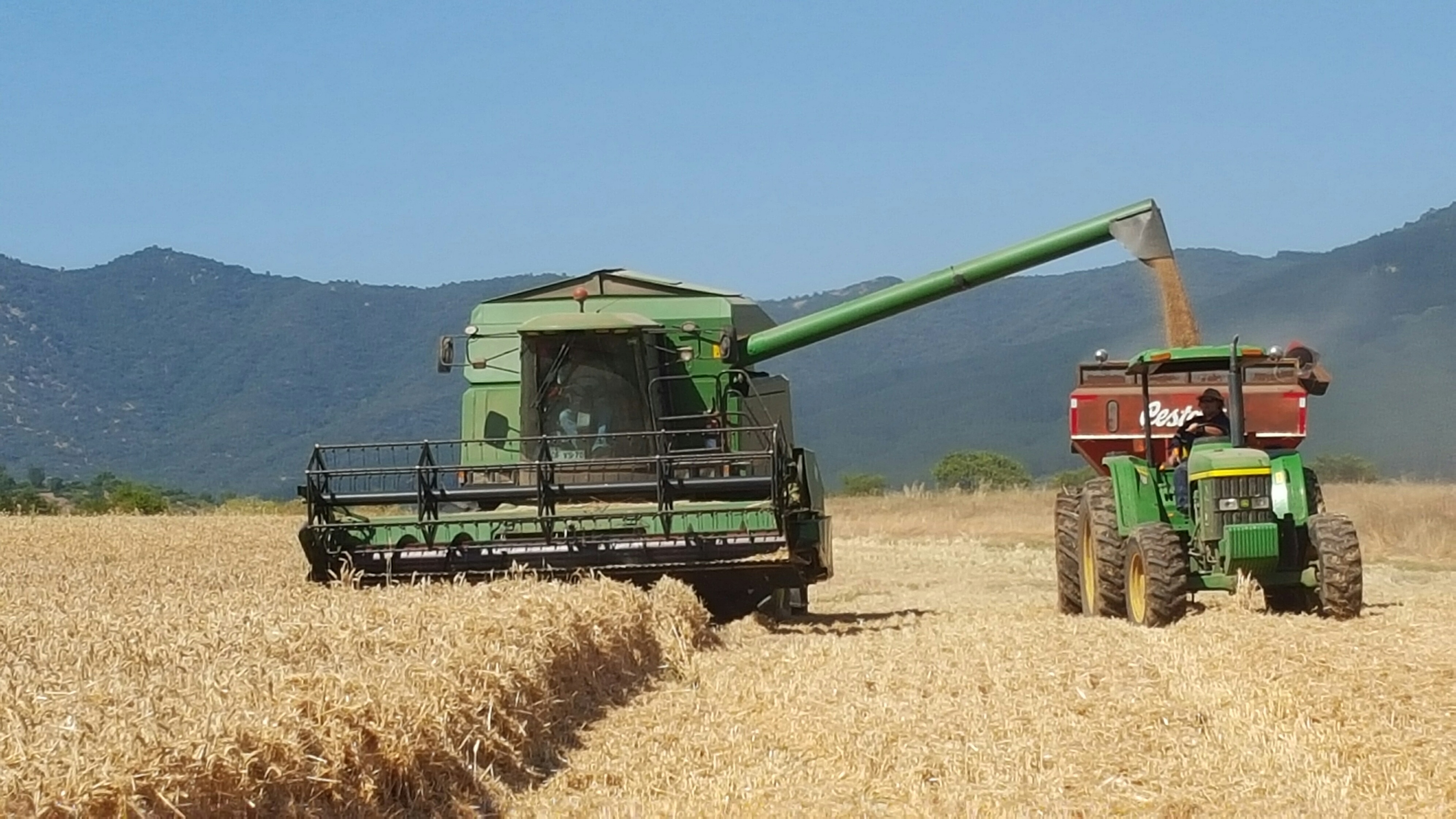 Productores trigueros exigen restricciones al cereal de importación