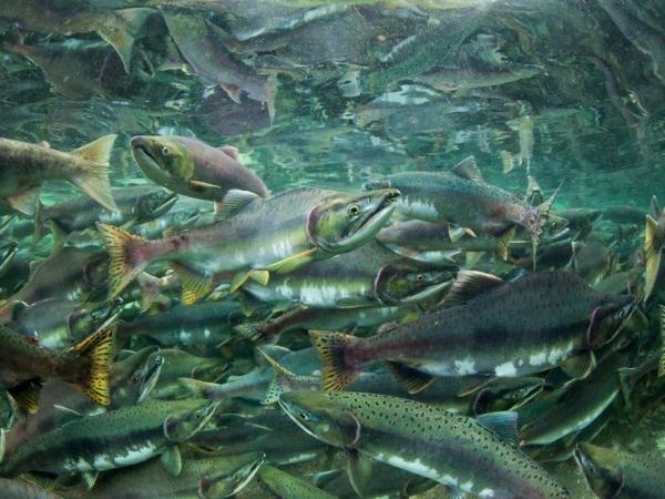Extraña muerte de millones de salmones por algas nocivas