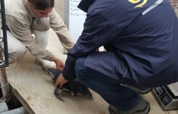Pinguino magallanico fue rescatado en playa de la comuna de Chanco