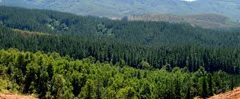 Gobierno anuncia proyecto que crea el Servicio Nacional Forestal