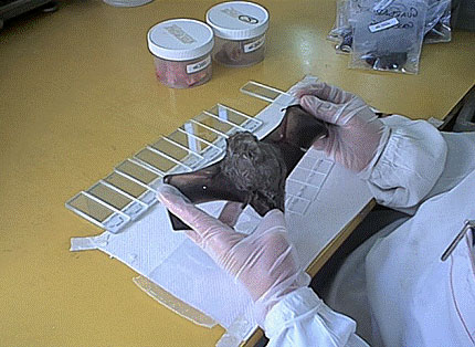 IPS confirma plaga de murciélagos en el país