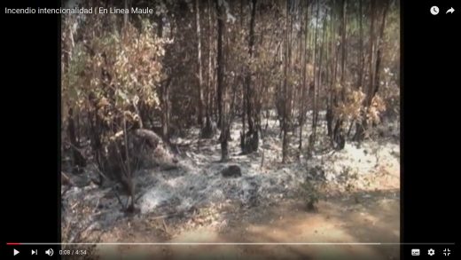 [Video] Según declaraciones gubernamentales ya sería un hecho que al menos parte de los incendios forestales serían de carácter intencional.