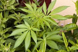 Comenzó la venta de fármacos en base a cannabis en Chile