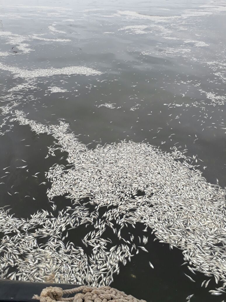 Masiva varazón de sardinas en la desembocadura del río Maule