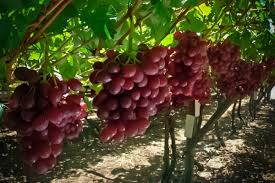 SAG  detecta presencia indebida de insecticida para la uva de mesa