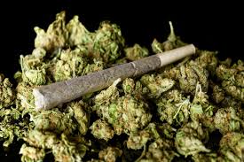 Se busca conocer la potencia de la marihuana consumida en el país
