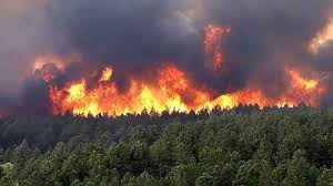 Capacitan a municipios en prevención de incendios forestales