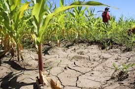 El 20% de la agricultura frutícola de la zona centro-sur de Chile podría estar en peligro producto de la emergencia hídrica según experto de la UTalca