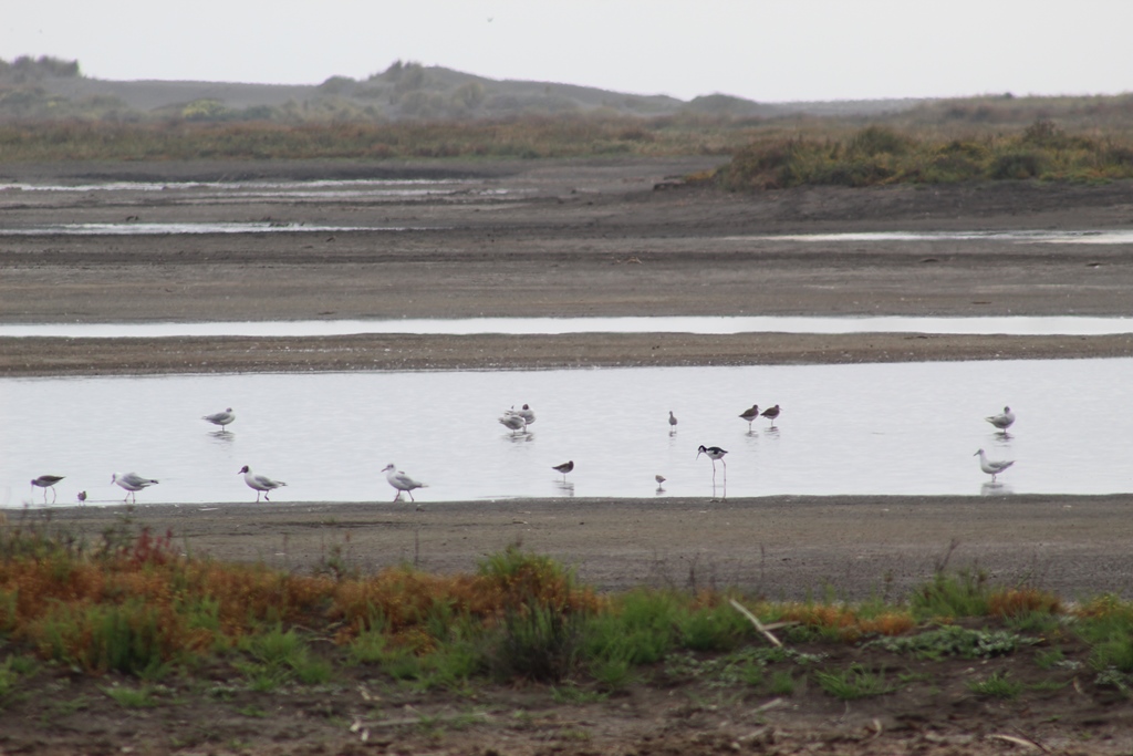 SAG Maule culminó censo de aves acuáticas en humedales de la región