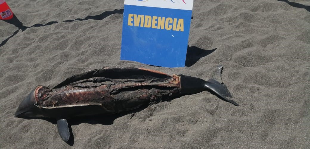 Sernapesca presentó denuncia por faenamiento de delfín en Constitución