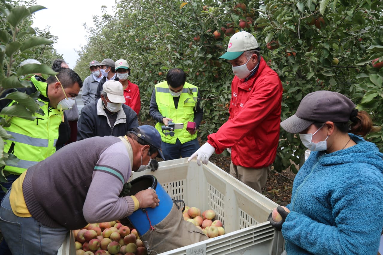 Ministro Walker visita cosechas en el Maule: “Hemos visto cumplimiento de los protocolos, mucho compromiso y una unidad dentro de la agricultura chilena muy potente”