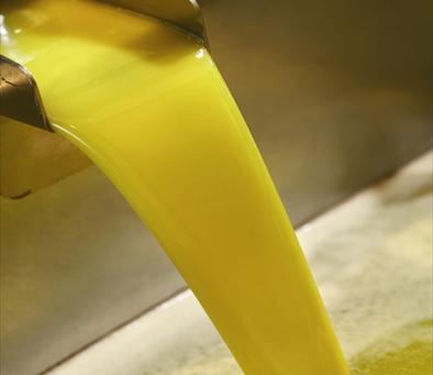Aceite de oliva chileno se abre camino en mercados internacionales de la mano de la sustentabilidad