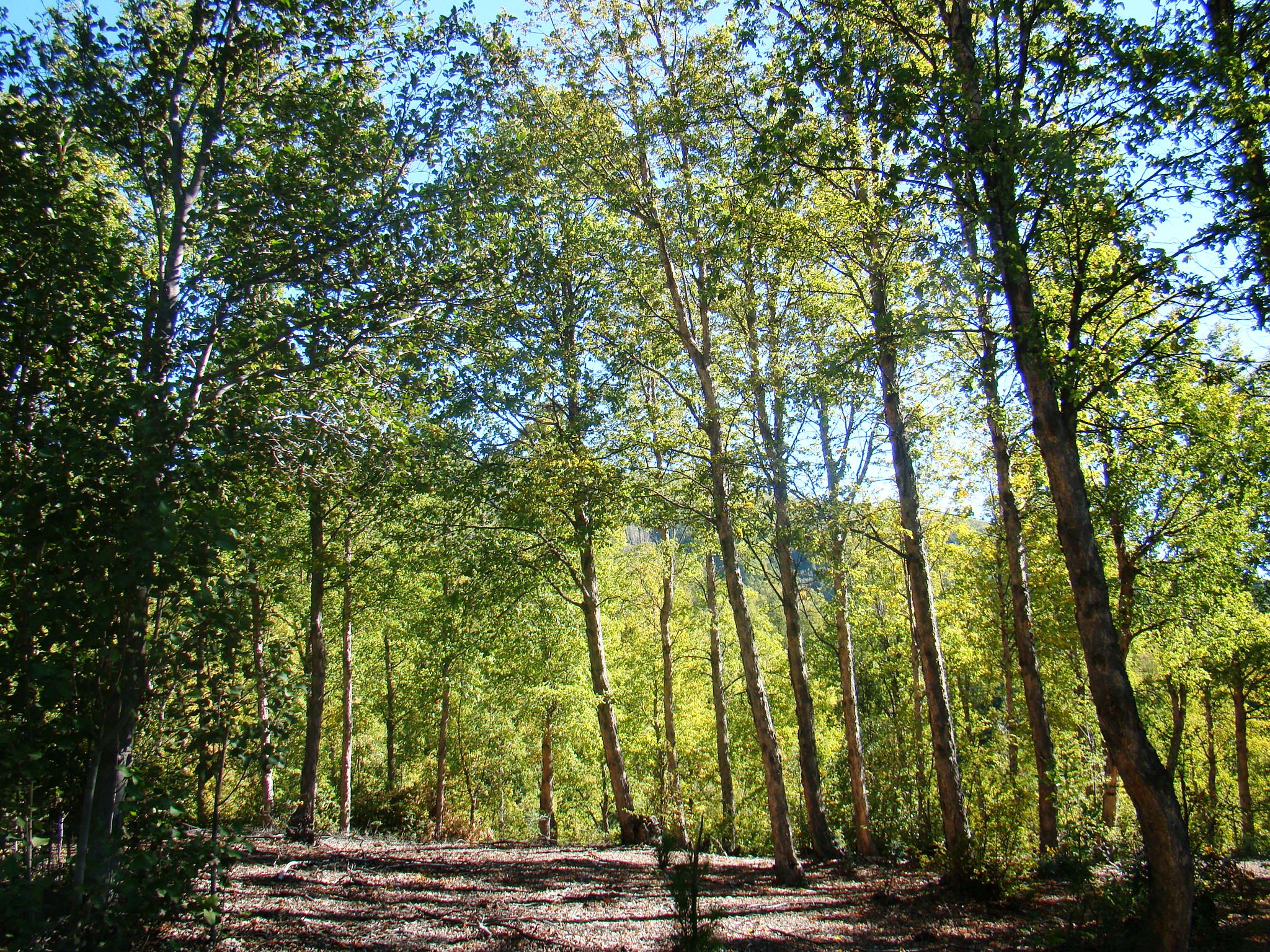 CONAF hace llamado a postular ley de Bosque Nativo