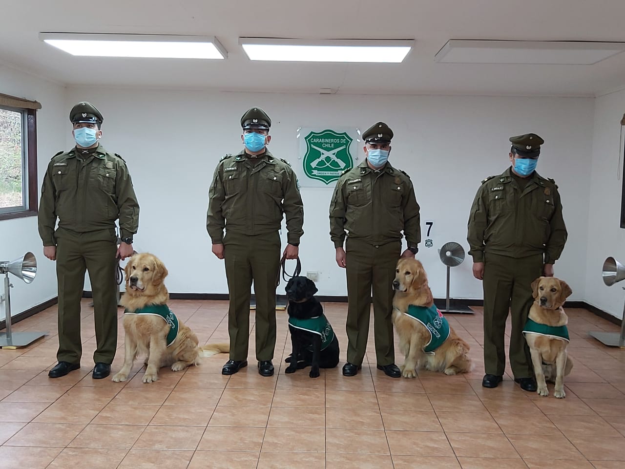 Brigada de perros detectores de Covid-19 podrán inspeccionar 1.000 personas en una hora