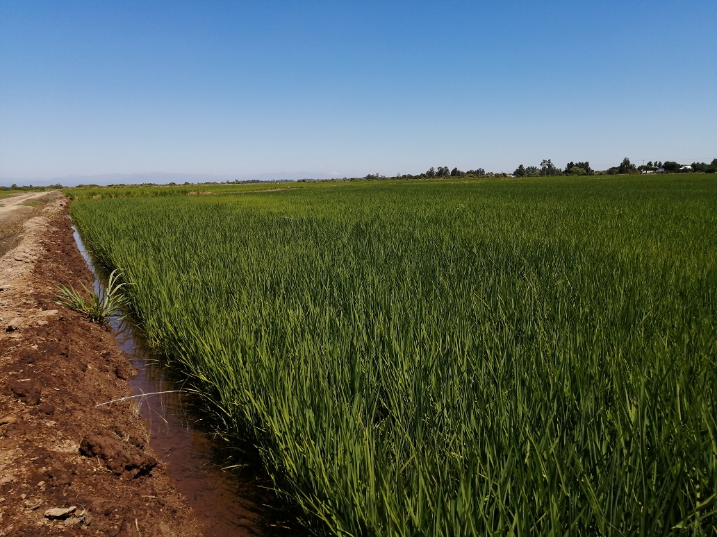 En Región del Maule Director Nacional INIA evaluó comportamiento de nueva variedad de arroz Digua CL