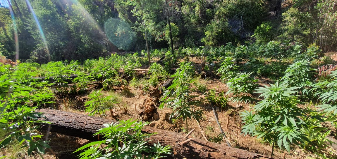 PDI decomisa más de 800 plantas de Cannabis Sativa en la comuna de Constitución