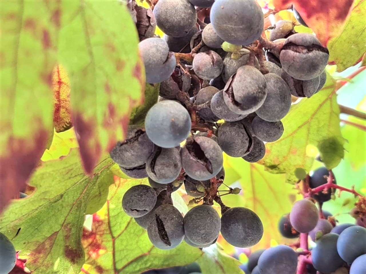 Especialistas INIA llaman a reforzar manejo sanitario de la uva y los frutales en el Maule
