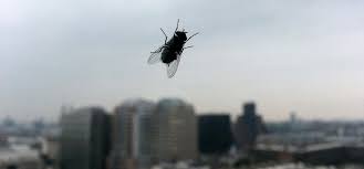 Fumigación no sería efectiva contra la proliferación de moscas