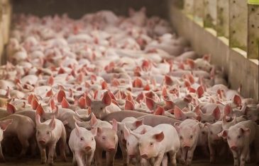 El sector porcino chileno está apostando por el Biogás acorde a las exigencias actuales de sostenibilidad