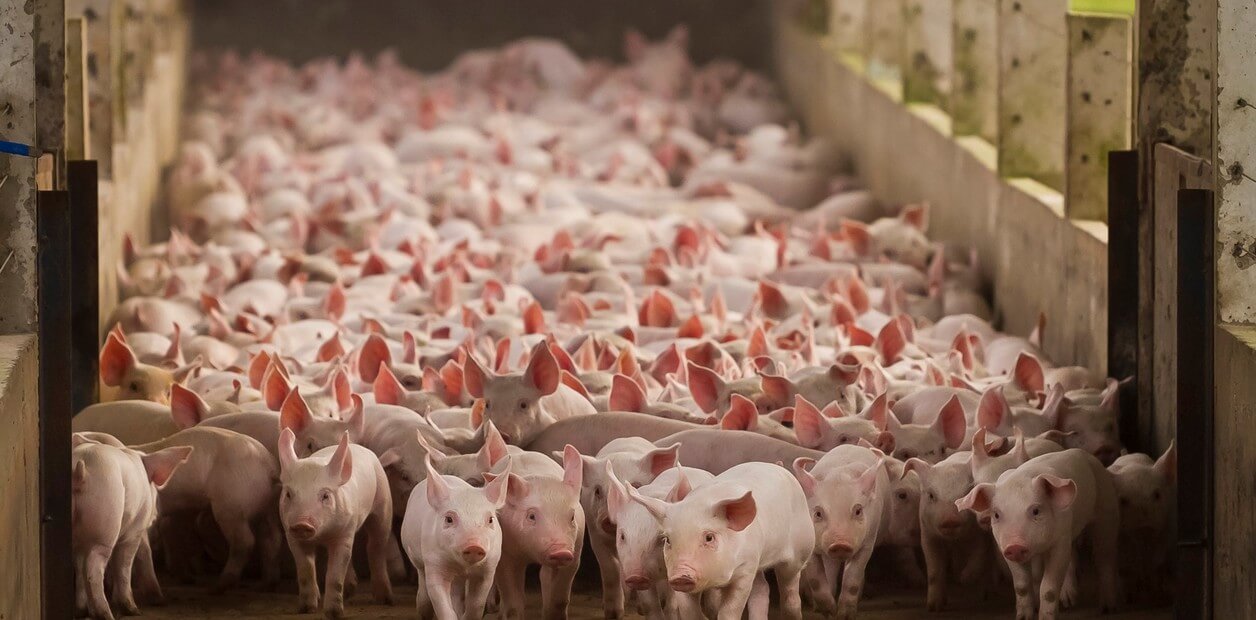 El sector porcino chileno está apostando por el Biogás acorde a las exigencias actuales de sostenibilidad