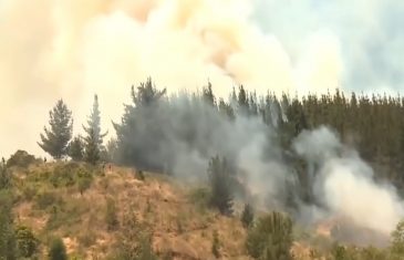 Más de 10 mil hectáreas consumidas por incendios forestales y no hay lesionados ni heridos en la región del Maule