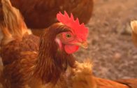 Ministerio de Agricultura entrega información acerca del seguro avícola ante eventuales brotes de Influenza Aviar