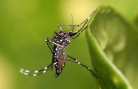 Minsal informó que los casos importados por el vector Aedes Aegypti alcanzan los 291 casos en Chile