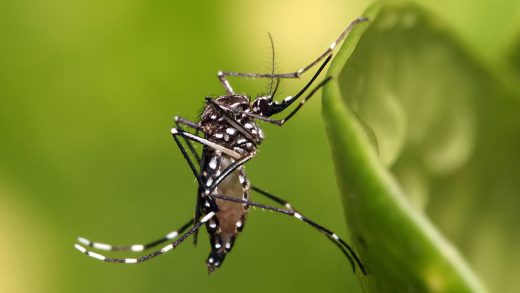 Minsal informó que los casos importados por el vector Aedes Aegypti alcanzan los 291 casos en Chile