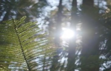 Se entregaron Recomendaciones sobre qué hacer y cómo prevenir los incendios forestales