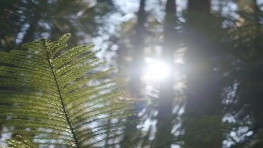 Se entregaron Recomendaciones sobre qué hacer y cómo prevenir los incendios forestales