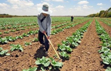 Experta entregó recomendaciones para evitar los riesgos de la exposición solar en faenas agrícolas