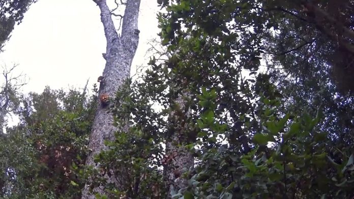 BOSQUES