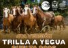 ESTE SÁBADO PELARCO VIVIRÁ SU CUARTA TRILLA A YEGUA SUELTA EN LIHUENO SUR