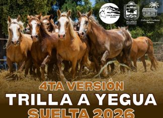 ESTE SÁBADO PELARCO VIVIRÁ SU CUARTA TRILLA A YEGUA SUELTA EN LIHUENO SUR