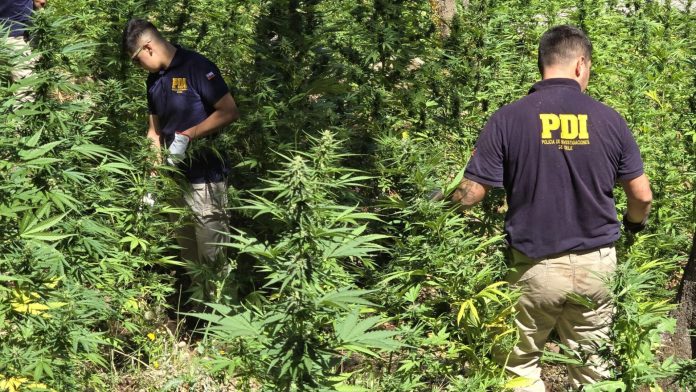 Linares: PDI incauta 12 plantas de cannabis cultivadas en antejardín del sector Camino al Embalse Ancoa