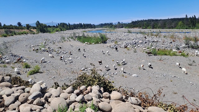 difíicl situación hídrica en el maule Sequía extrema en Maule: sistemas del Maule y Longaví registran 60% de déficit hídrico