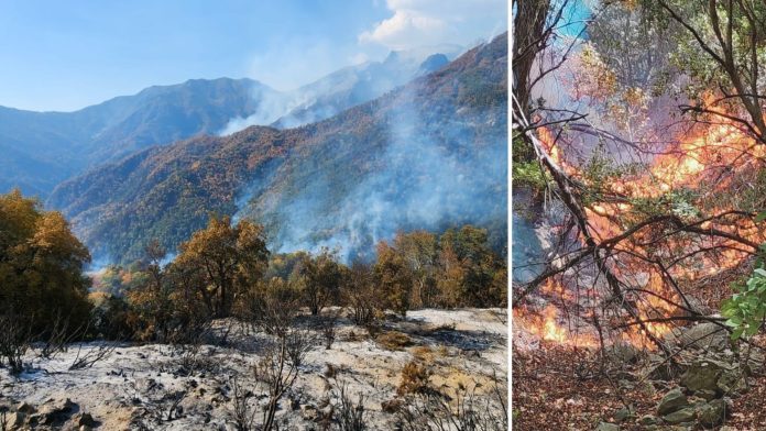 Incendio Cajón de Pejerrey no registra aumento de hectáreas afectadas y Linares se mantiene bajo Alerta Roja