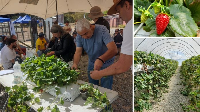 Productores inician taller de 2 años sobre manejo agronómico y multiplicación de frutillas en Cauquenes