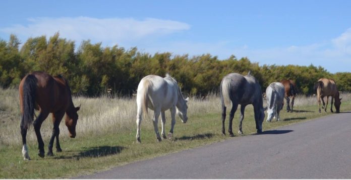 Presencia de animales sin supervisión en la ruta hacia Embalse Ancoa generan preocupación en vecinos del sector.