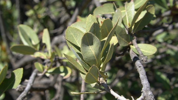 bosque esclerófilo Día Internacional de los Bosques: Vista Hermosa proyecta restaurar casi 200 hectáreas de bosque nativo en Maule y La Araucanía.