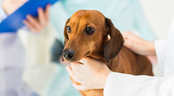 Provincia de Linares gestiona convenio por $29 millones para operativos de esterilización y microchipeo de mascotas