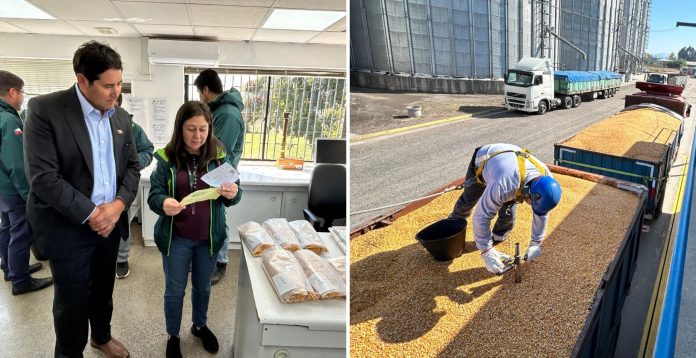 SAG y Seremi de Agricultura fiscalizan poder comprador de maíz Autoridades fiscalizan compra de maíz en el Maule para asegurar cumplimiento de normas en plena temporada.