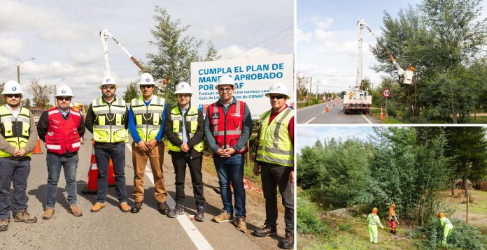 Linares: lanzan manual preventivo para manejo de arbolado ante proyecciones de mayor lluvia por fenómeno de El Niño.