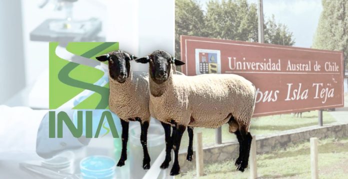 INIA Cauquenes fortalece alianza con la Universidad Austral para potenciar la genética ovina chilena.