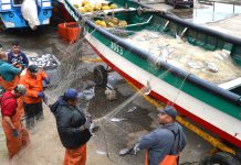 Gobierno anuncia bono de $100 mil para pescadores artesanales tras solicitud de senadora Vodanovic Gobierno anuncia bono de $100 mil para pescadores artesanales tras solicitud de senadora Vodanovic.