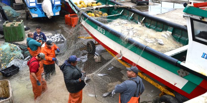 Gobierno anuncia bono de $100 mil para pescadores artesanales tras solicitud de senadora Vodanovic.